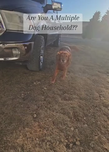 HydraPaw Pro vanntett fjernstyrt hundetreningshalsbånd utendørs