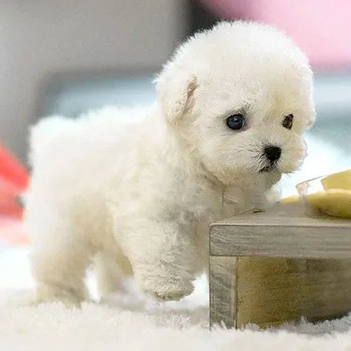 LumiPaws Canlı Hareket ve Dokunma Tepkisi Olan Peluş Yavru Köpek