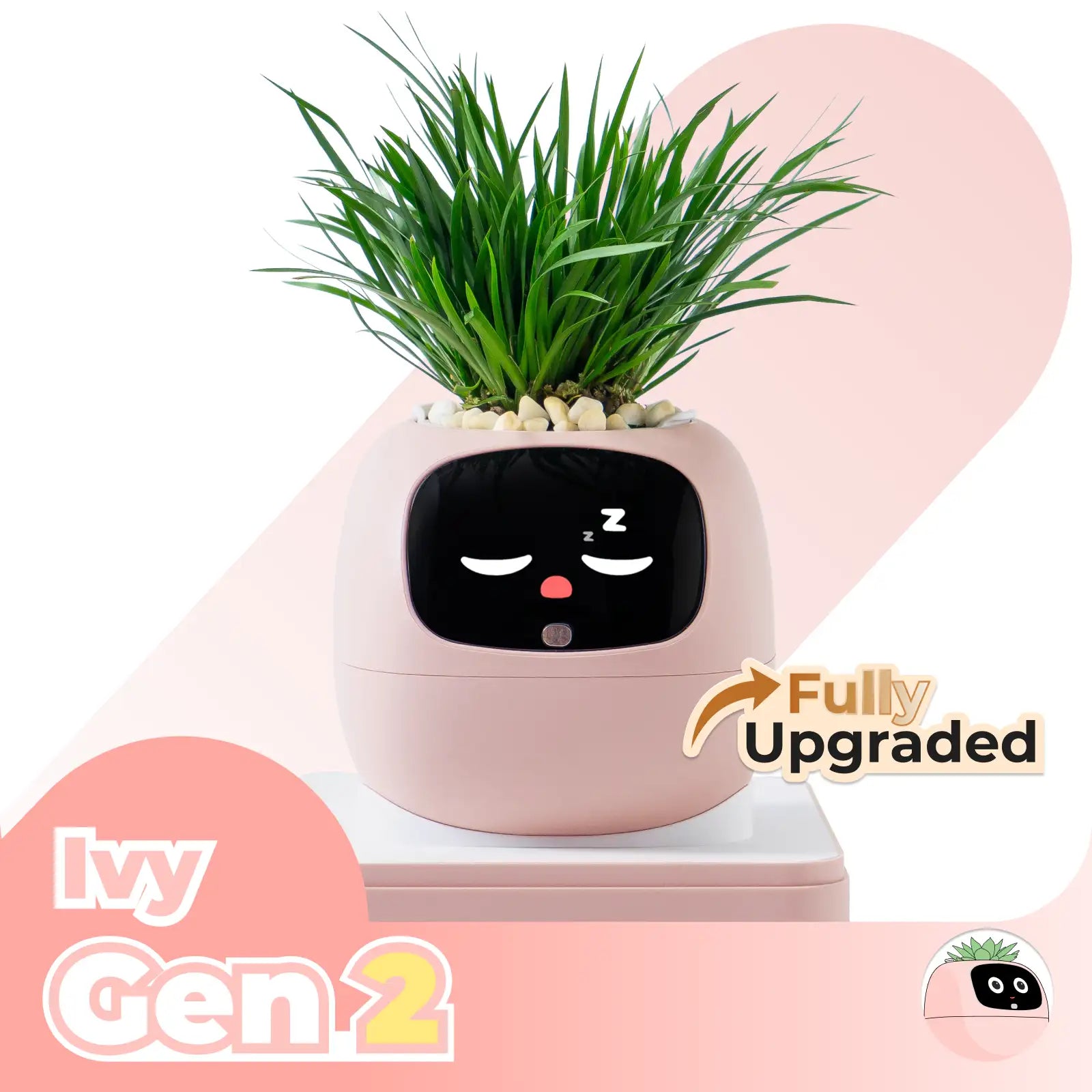 Ivy Stolní rostlina mazlíček