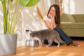 Fontaine à eau pour chat en acier inoxydable avec pompe silencieuse et filtre multi-étapes pour une hydratation quotidienne