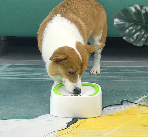 Distributeur d'eau pour animaux PawPure pour une hydratation propre au quotidien