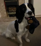 TuffPaws Holdbar Bjørn