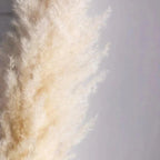 80 cm natural, real dried pampas grass bouquet (white / beige / gray) │ fluffy feather for modern boho home decor