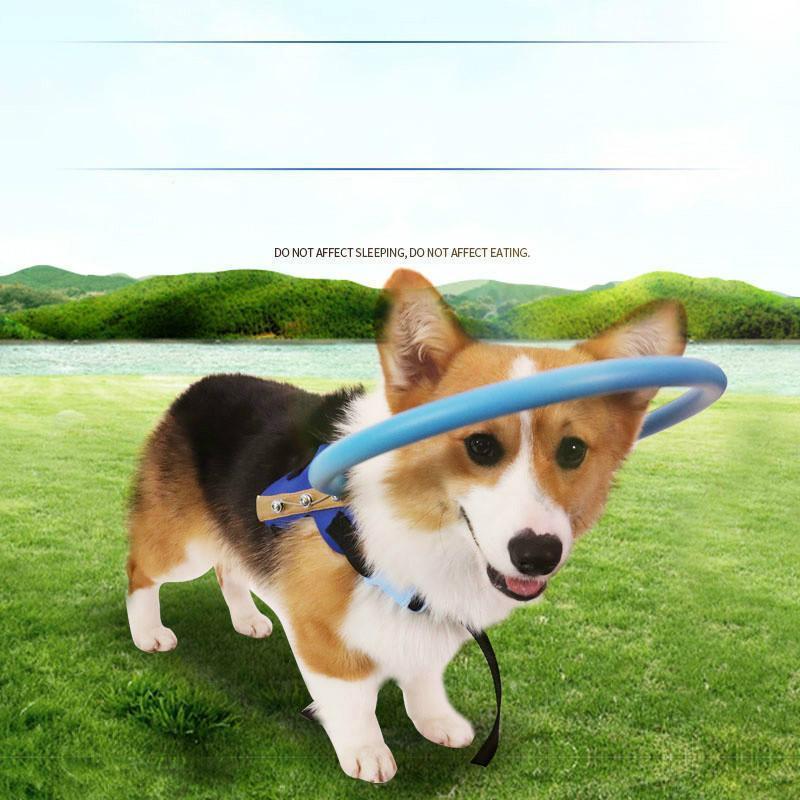 Pettorina con collare paraurti BrightGuide per cani ciechi passeggiata quotidiana