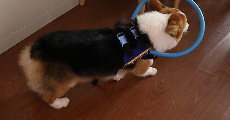 Wanda Supply Kör Köpekler İçin Tamponlu Boyun Tasması