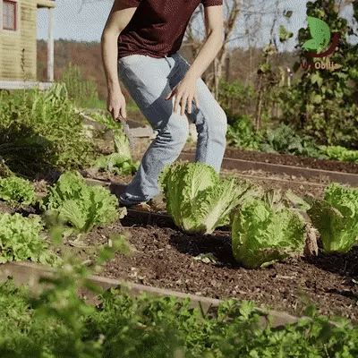 Cuțit de grădină Hori Hori cu lamă rezistentă la rugină pentru curte