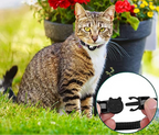 Collare GPS per Gatti Riflettente a Rilascio Rapido per Visibilità