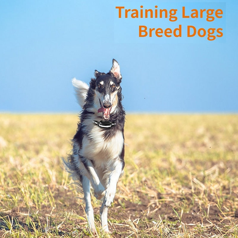 PulsePaw ワイヤレス犬用トレーニングカラー 強力な信号付き