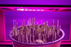 USB LED Powered Grow Light For Indoor Plants And Hydroponics