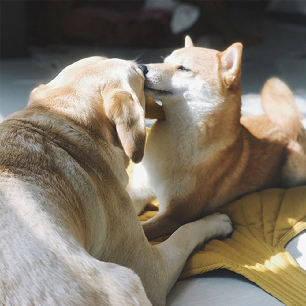 Cool Breathable Dog Mat Leaf Shaped Washable For Pets