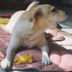 Cool Breathable Dog Mat Leaf Shaped Washable For Pets