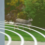 Solcellsdriven ultraljudskaninavvisare med blinkande ljus