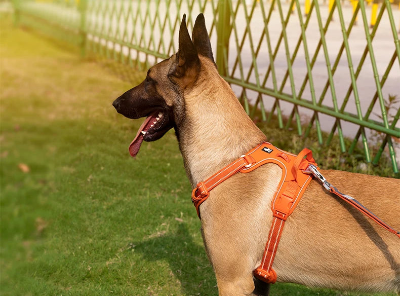 True Love Yansıtıcı Çekiş Önleyici Koşum Aktif Köpekler İçin