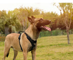 True Love Yansıtıcı Çekiş Önleyici Koşum Aktif Köpekler İçin