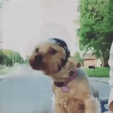 TrailPup Casca Moto și Ochelari pentru Câini Potrivire Sigură pentru Călărie