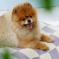 AquaRest • Waterproof Dog Bed for Indoor & Outdoor Comfort - Dog Bed