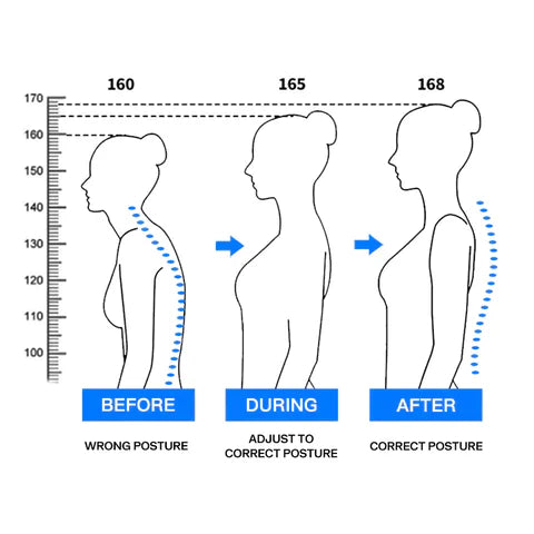 Ceinture de posture réglable AlignFit | Petprovac