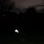 BarkDry vanntett reflekterende hundedekken med ben, UK