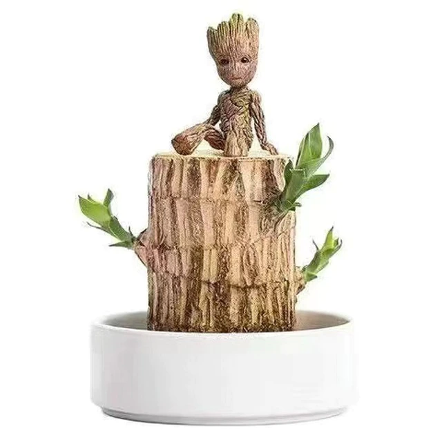 Brazilian Lucky Wood Plant – Indoor Air-Purifying & Good Fortune Décor