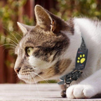 PawGuard Cat Locator With Microchip and GPS Tracking
