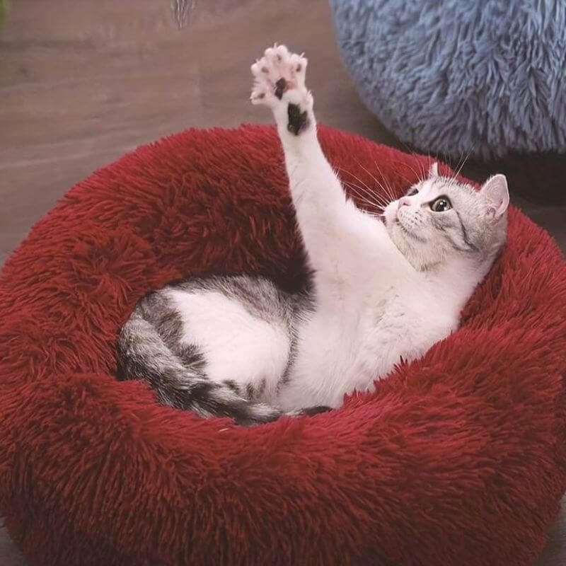 Katil Kucing CalmPaws untuk Melegakan Kebimbangan dan Keselesaan Sepanjang Hari