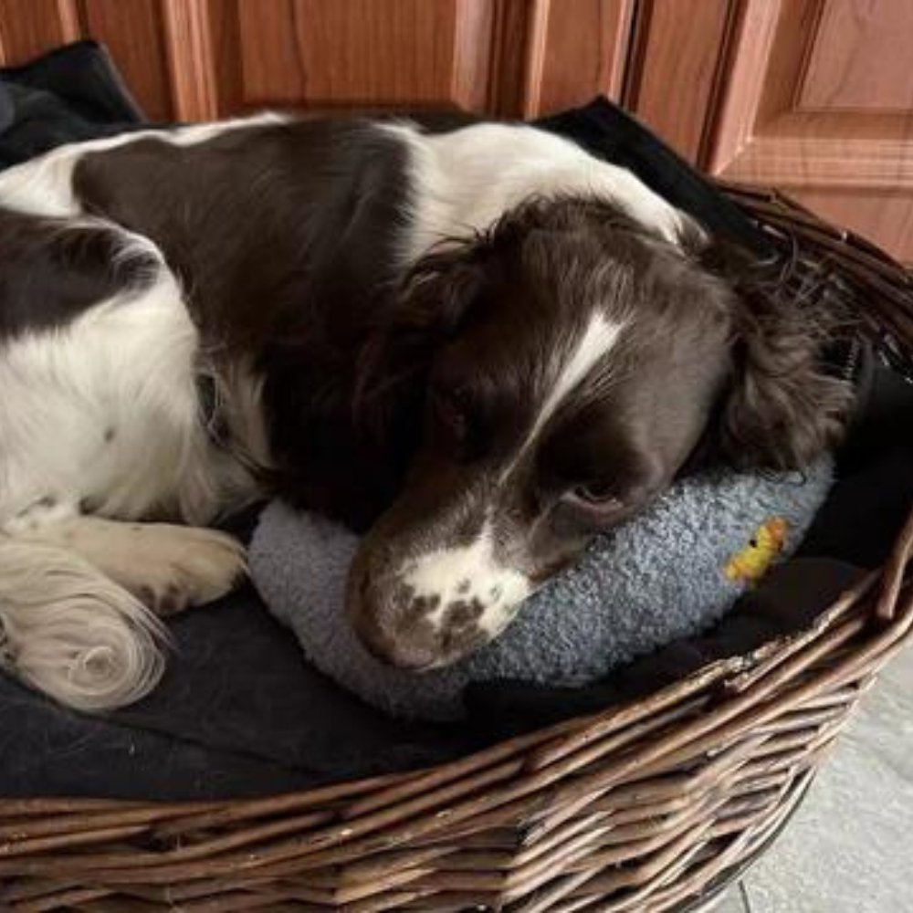 SleepHug • Calming Pet Pillow for Dogs & Cats - Calming Pet Pillow