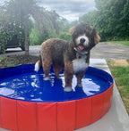 SplashZone • Dog Pool - Dog Pool