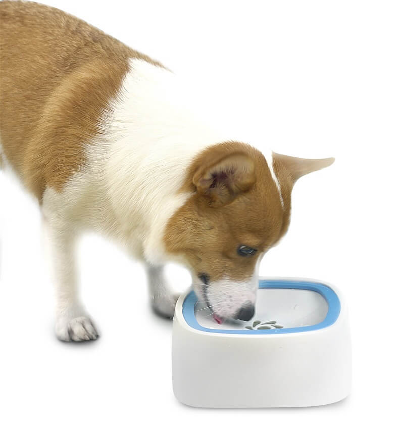 Distributeur d'eau pour animaux PawPure pour une hydratation propre au quotidien