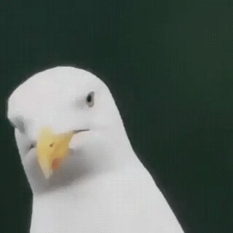 Arden Compact 600x HD Ultra-Zoom Monokular til Fuglekiggeri